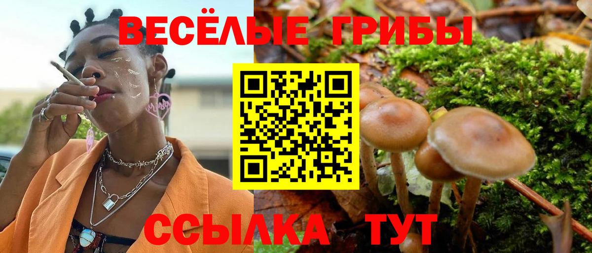 Алейск  цены   Вход с VPN  Псилоцибиновые грибы Psilocybine cubensis 